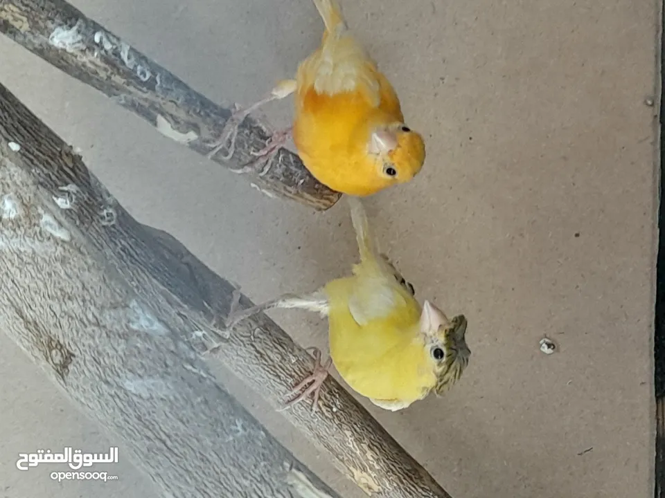 حبتين كنار أحمر واصفر مقرفل العمر شهرين