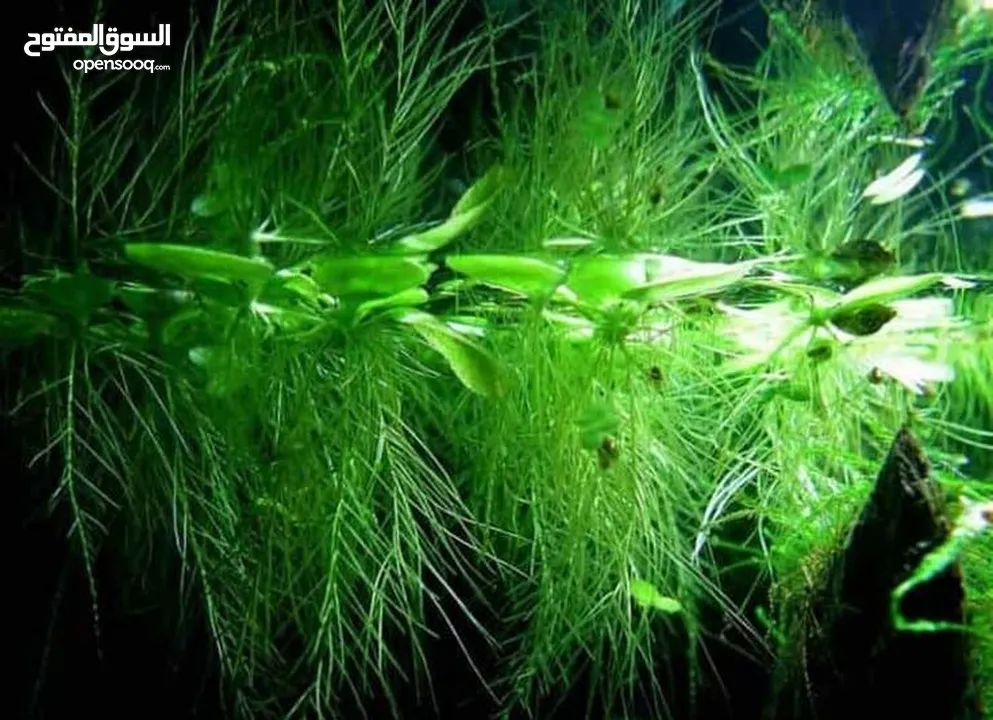 سمك ، نبات طافي طبيعي لأحواض السمك (مفيد للـ سمك) من نوع Dwarf water lettuce