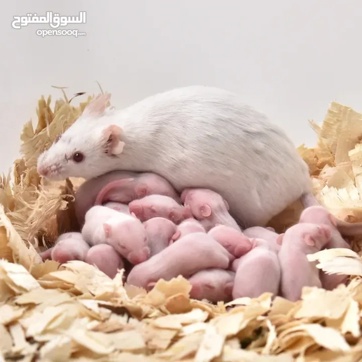 مايس تجارب وتاكيل زواخف كلمني واتي