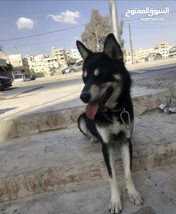 كلب هاسكي سايبيري
