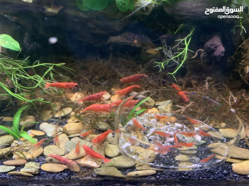 Red cherry shrimp