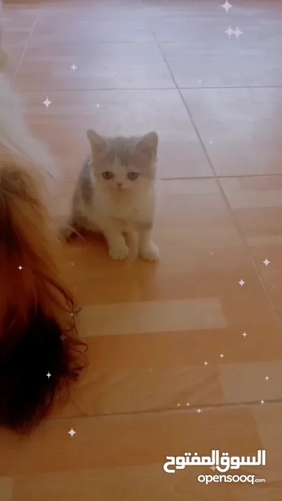 ذكر سلفر تابي  هملايا بيرشن  نضافه وصحه شعر طويل مميز