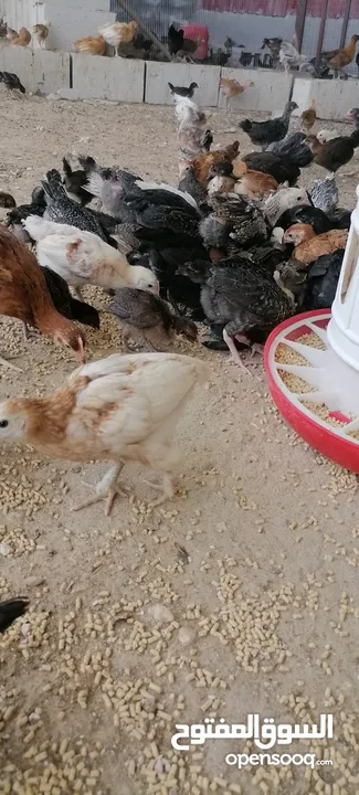 موجود صوص بلدي