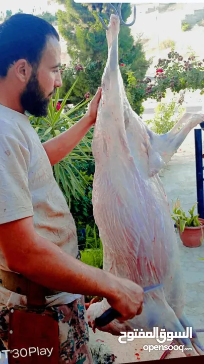 لحام متنقل ذبح أضاحي خاروف عجل بلدي جمل غنم بلدي روماني برزيلي كولمبي اسباني خروف بلدي جزار متنقل