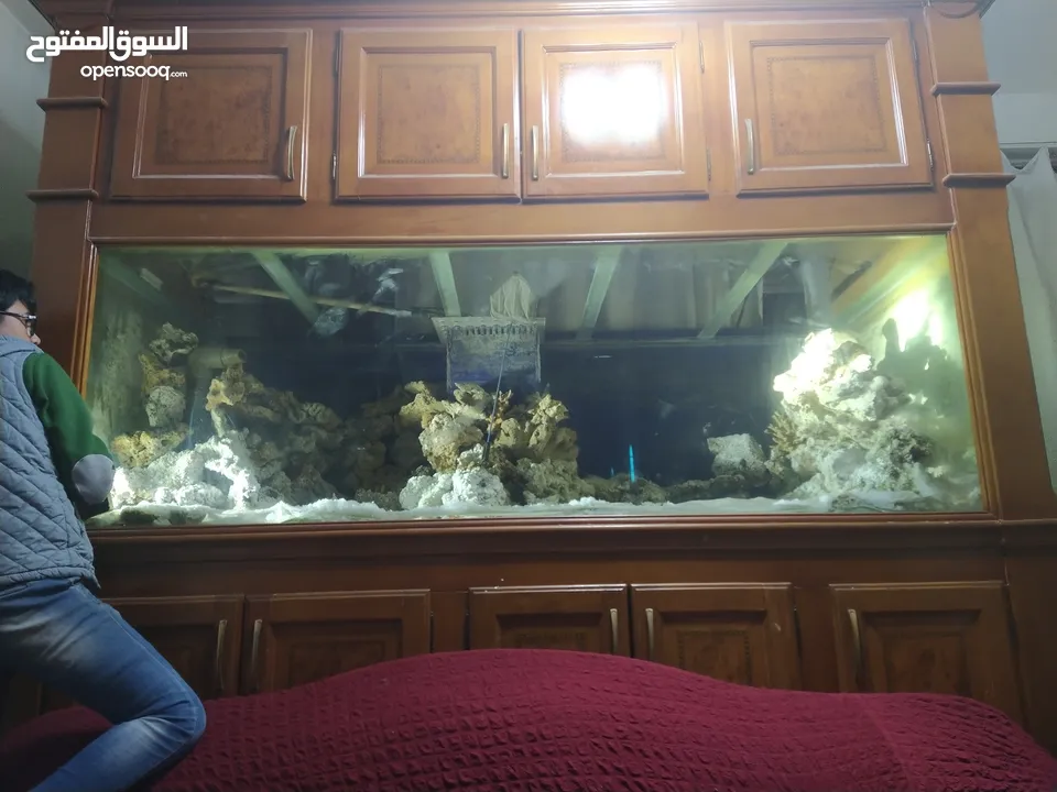 حوض سمك بحري حجم ضخم جدا جدا 240X100x100 إرتفاع الحوض مع البوفيه 270 مع كامل اجهزتو