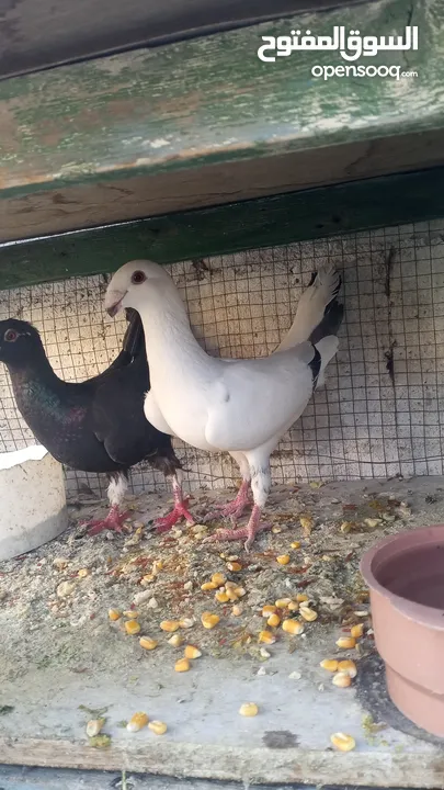 جوزين حلوات      بطارد على بيض
