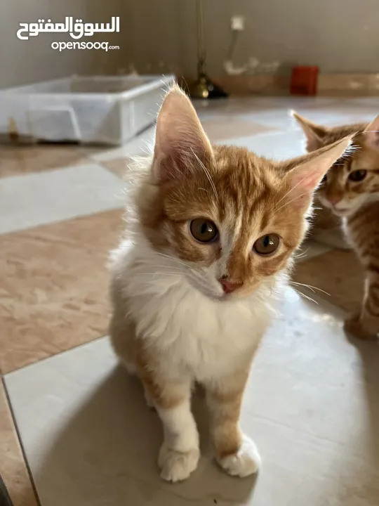 قطط شيرازيه للتبني Cats for adoption