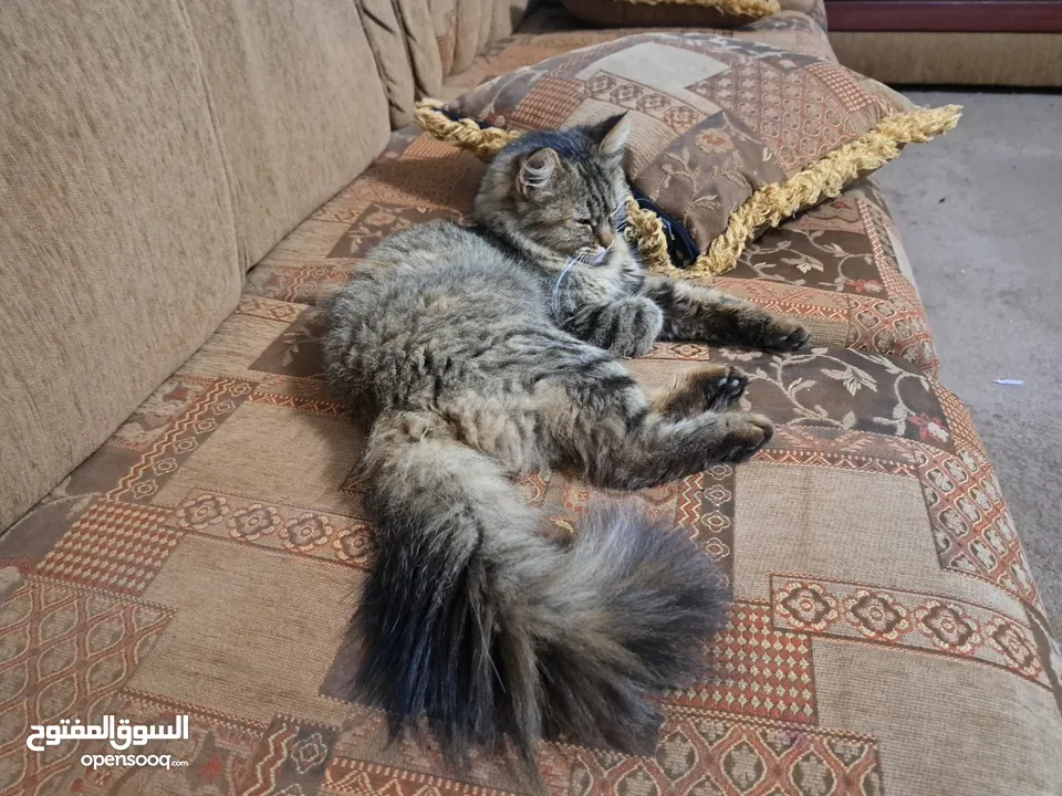قطة سيبيريا للبيع عمرها 9 شهور
