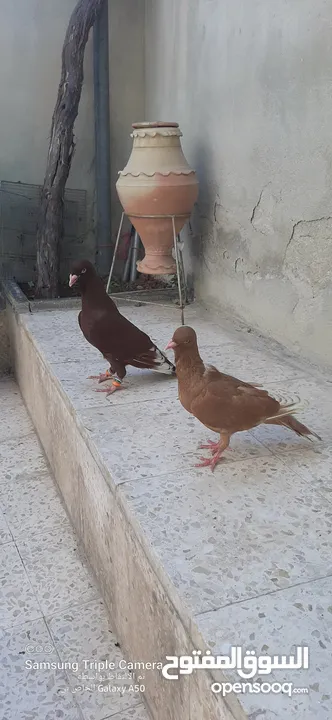 حمام للبيع