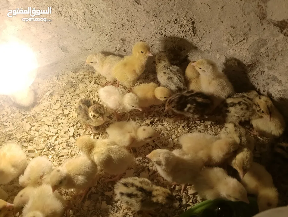 بيع صيصان فر