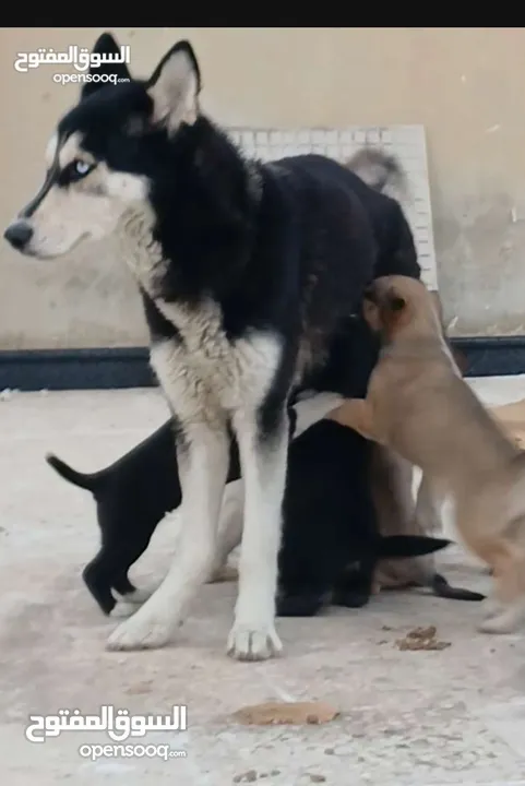 موجود كلبة هاسكي انثى للبيع
