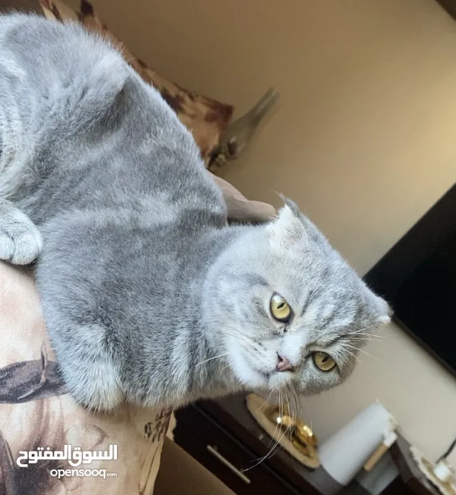 قط للبيع  سكوتش فولد ذكر