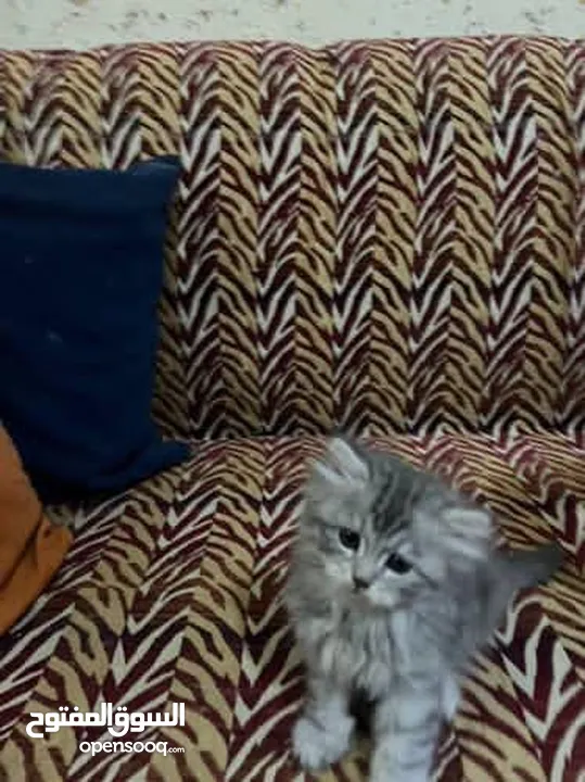 قط شيرازي عدد 2 ذكر وانثى