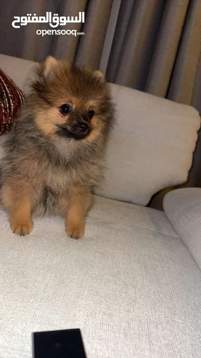 Male Pomarian best price