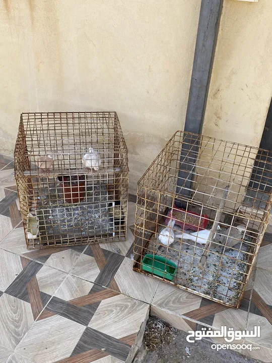 2 جوزين حمام كريم (يمام) للبيع جوز شغالات تحتهم بيض