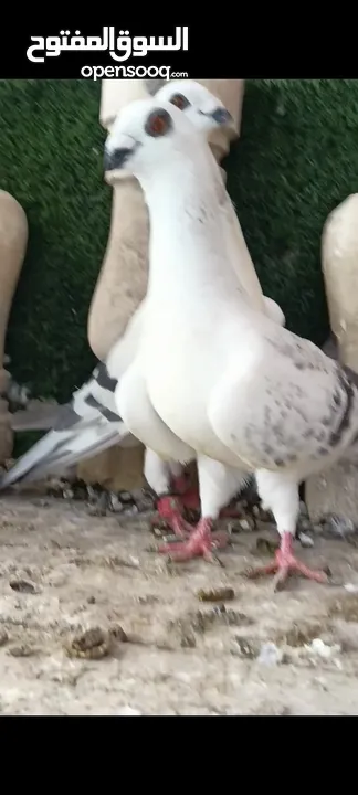 جواز وفردات كل اشي الو سعرو الاسعار بالوصف