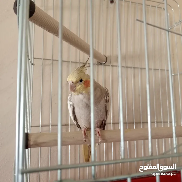 ذكر كوكتيل عمر 5 اشهر  البيع مع القفص