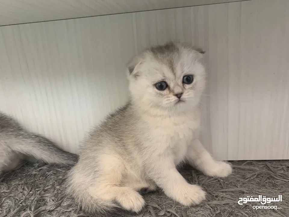 Scotch fold kittens