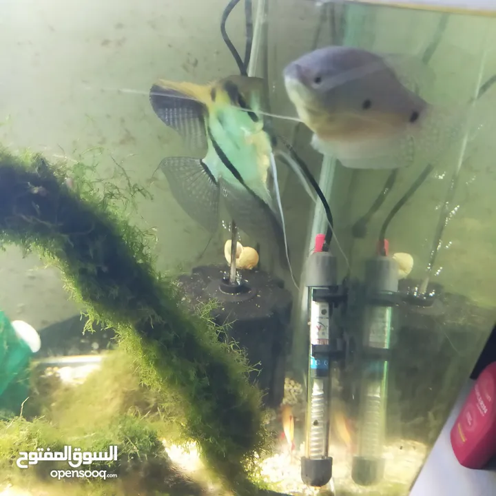 ثلاث سمكات