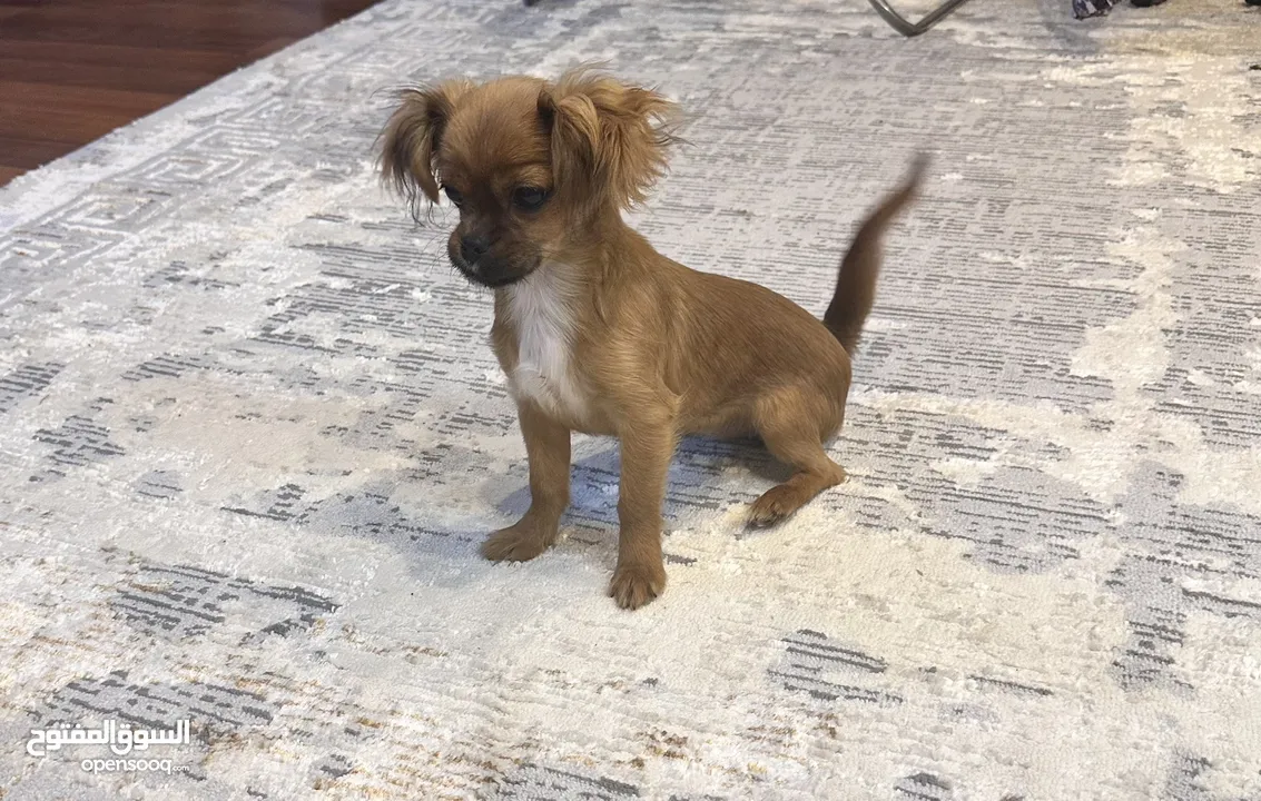 Chihuahua; 5 months old