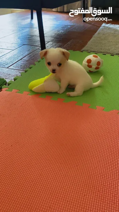 Tiny puppy for Sale