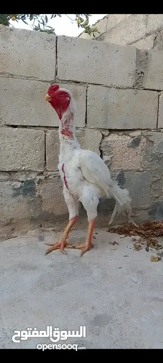 ديوك  الماني  ابيض