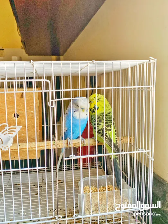 ‎للبيع: زوج من عصافير البادجي مع القفص.  For Sale: A pair of budgies with a cage.