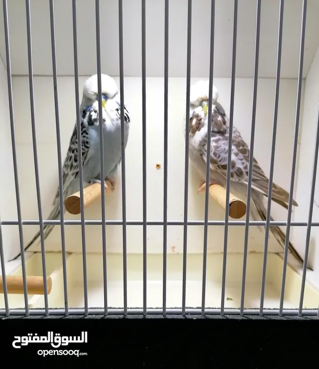 للبيع زوج بادجي انجليزي فل انجلش حجم جامبو