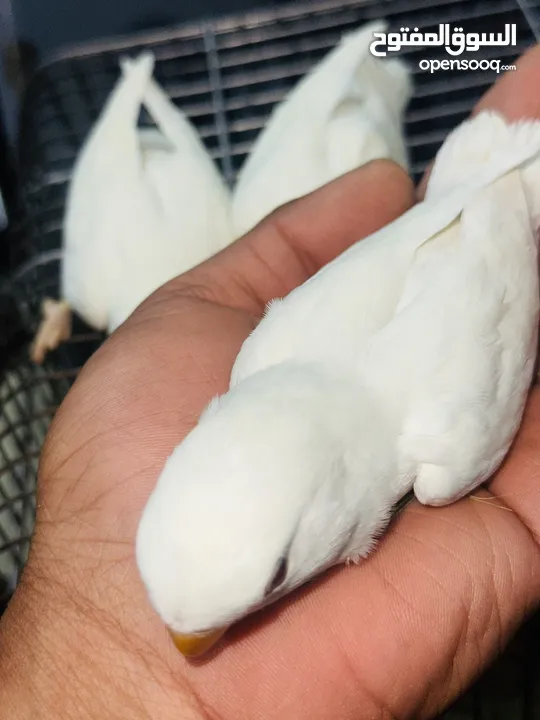 جوز روز البينو بيور ابيض صافي حاليا تحتو فرخ 3 بيضات