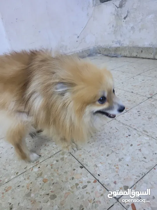 كلب زينة بوز منيبو