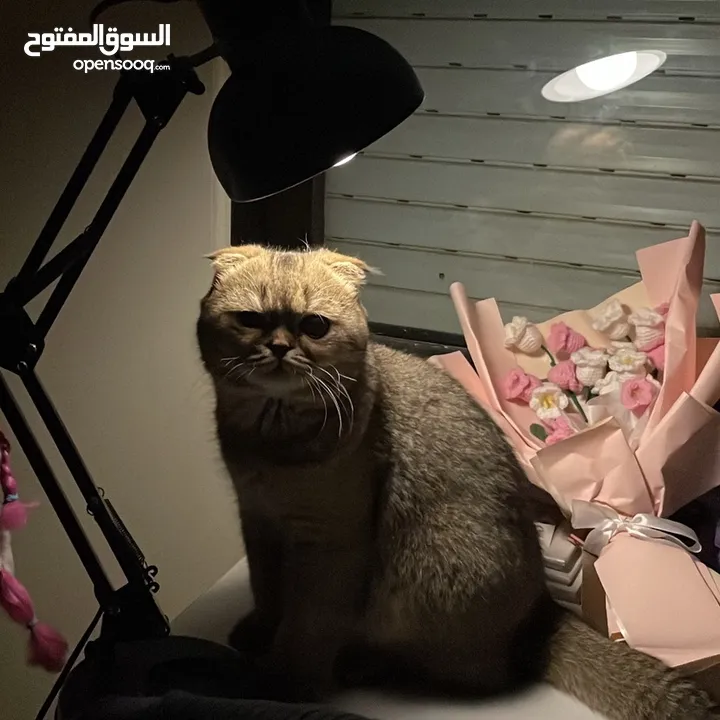 قط للتزاوج (scottish fold) ذكر