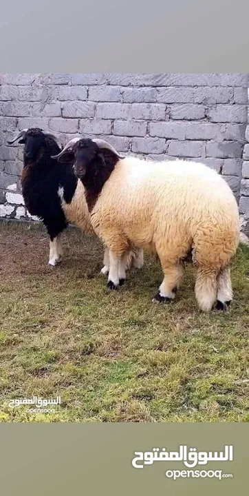 لحام متنقل ذبح أضاحي خاروف عجل بلدي جمل غنم بلدي روماني برزيلي كولمبي اسباني خروف بلدي جزار متنقل