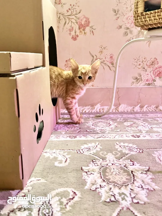 قطة صغيرة للتبني (مجاناً ) - kitten for  adoption (free)