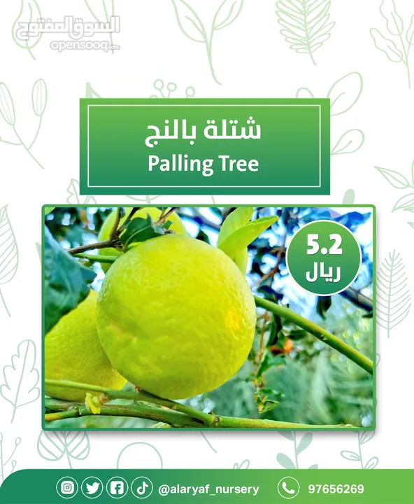 شتلات وأشجار البرتقال والحمضيات من مشتل الأرياف  أسعار منافسة نارنگی /  میندر کا درخت orange tree