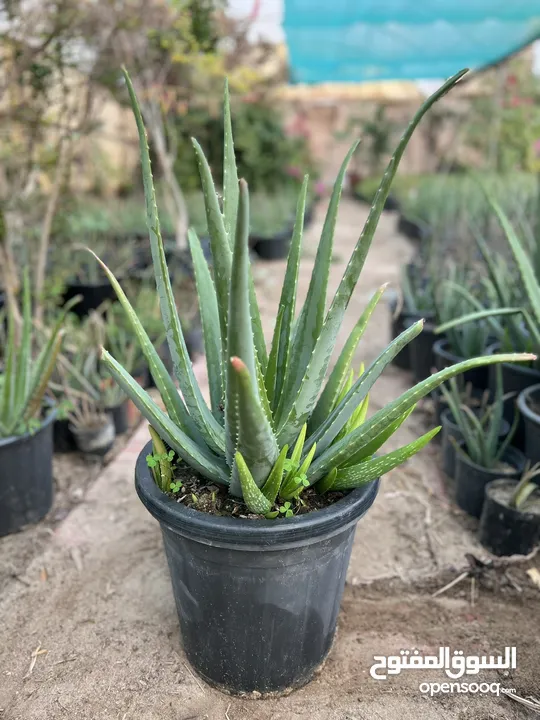 Aloe Vera (Large) for Salons *** Clearance Price *** صبار آلوفيرا  للصالونات *** بسعر مغري***