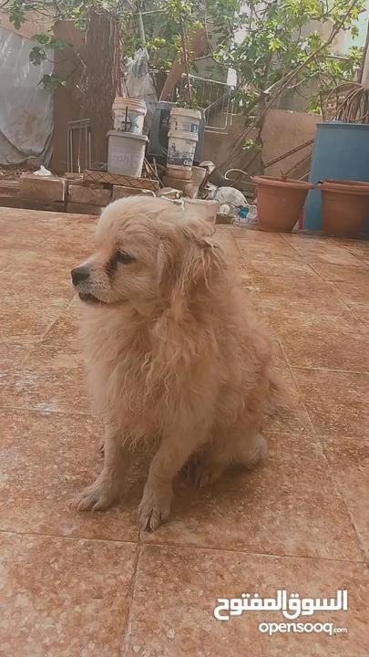 كلبين للبيع او البدل