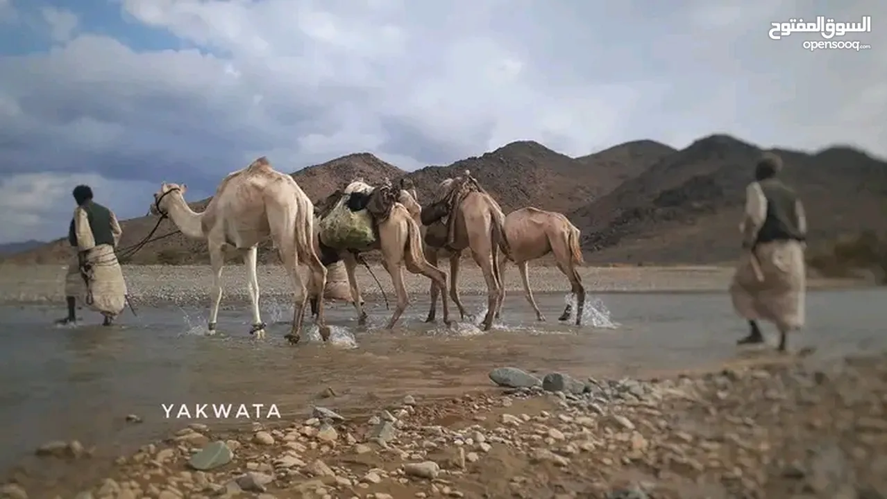 متوفر لدينا رحلات يومية من كسلا الي بورتسودان -عطبرة-الخرطوم-امدرمان -سنار - كوستي -مدني-القضارف .