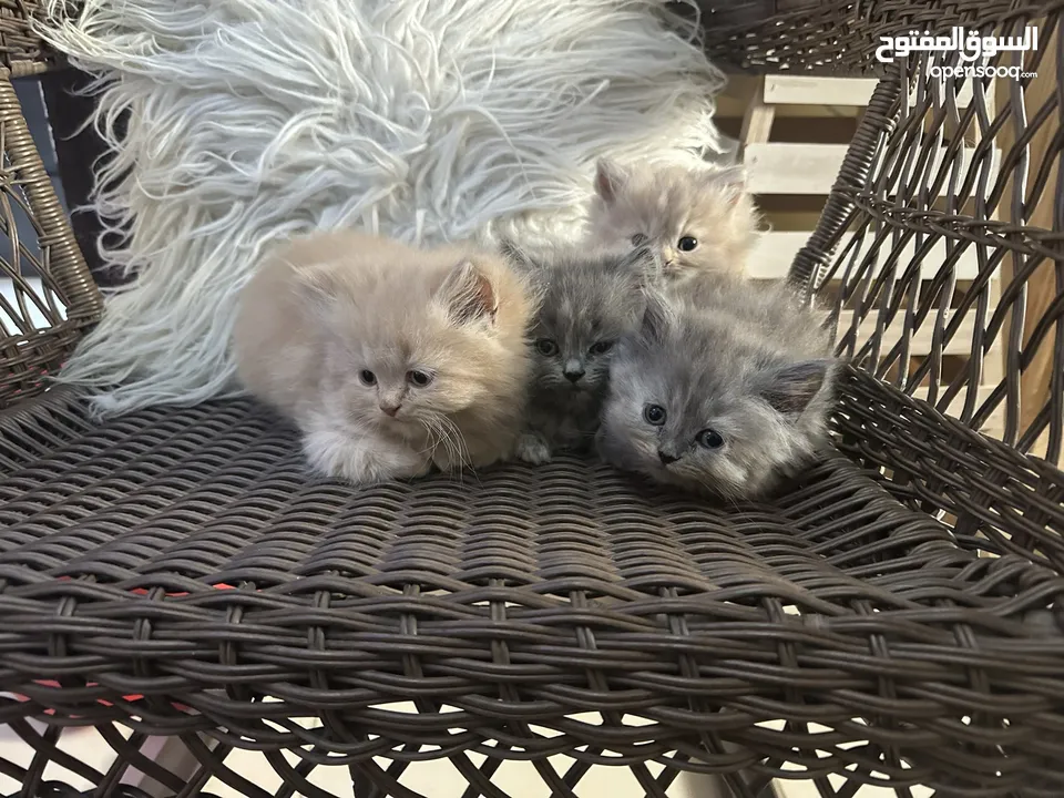 PERSIAN KITTEN FOR SALE