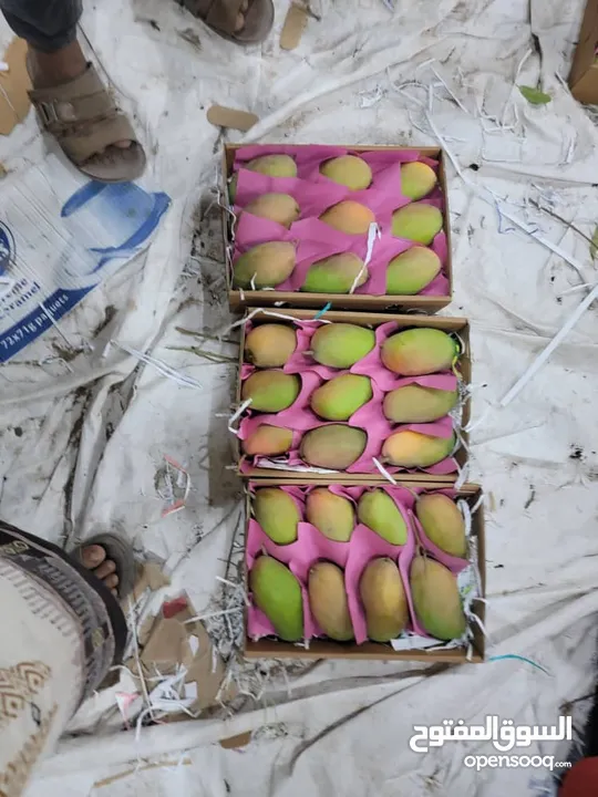 مانجوه تيمور يمني فاخر   Mango Timur is a luxurious Yemeni