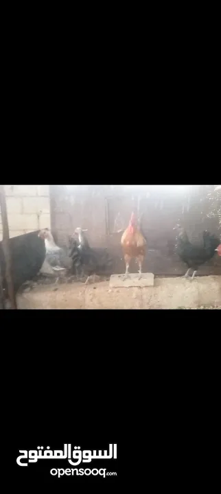 دجاج للبيع