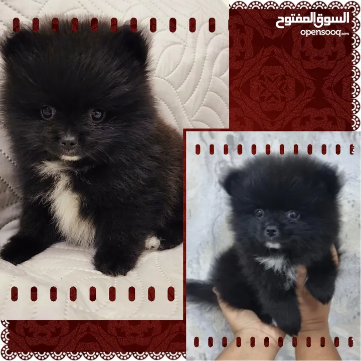 Mini Pomeranian Male puppy