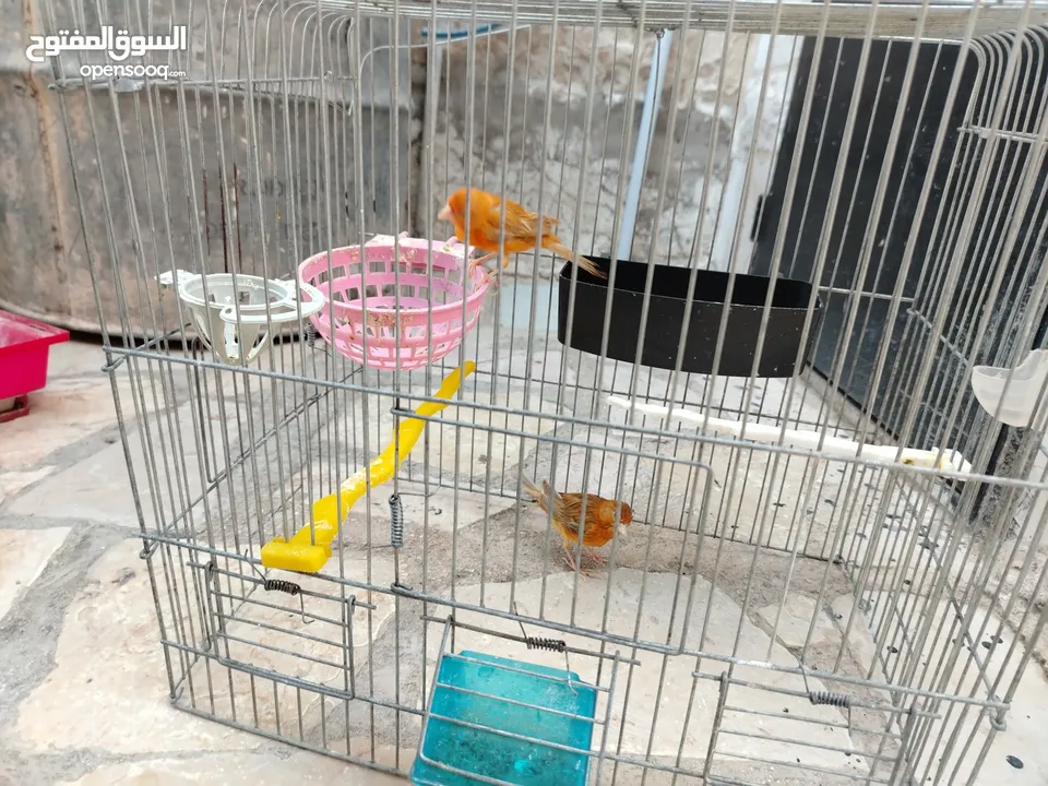 جوز كنار بالصلاة على النبي بجهز لا بطن جديد