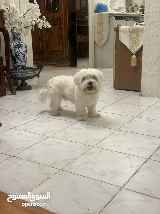 للبيع – كلب مالتيز ذكر – 8 أشهر – الرياض  For Sale – Male Maltese Dog – 8 Months – Riyadh