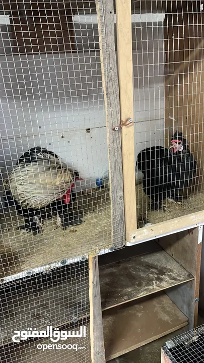 جوز كتشينا عمر 11 شهر