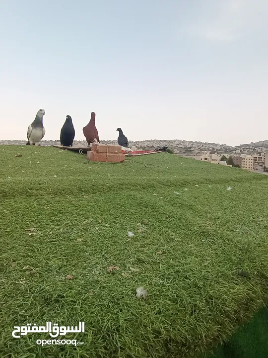 حمام بيع مستعجل للبيع