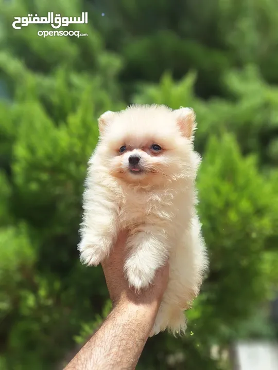 بومارينيان تيكب أصغر حجم مستوى عالي جدا pomeranian t_cup