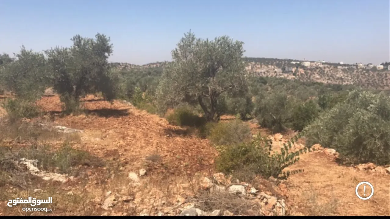 أرض مسطحة على رأس جبل مليئة بأشجار الزيتون تصنيف بي