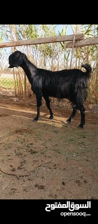 جدي شامي ابيض ابرص توب ثني حبتين على كل جال وثلث معزا مراح توب التوب مقنوي