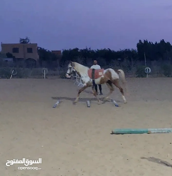 حصان فلسطينى(Stallion) للاقتناء و الركوب