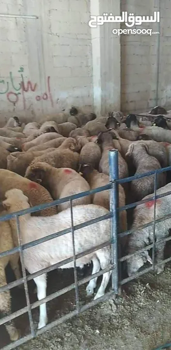 غنم روماني بلدي اسباني